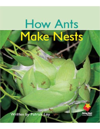 How Ants Make Nests