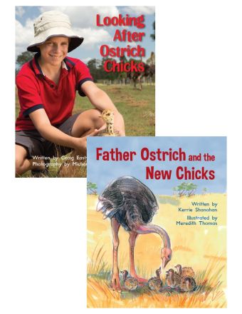 Looking After Ostrich Chicks & Father Ostrich and the New Chicks