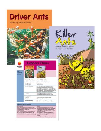 Driver Ants / Killer Ants