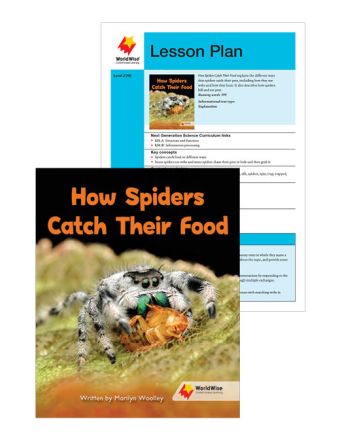 How Spiders Catch Their Food