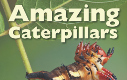 Amazing Caterpillars