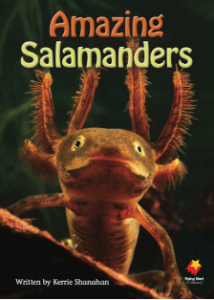 Amazing Salamanders Cover Art