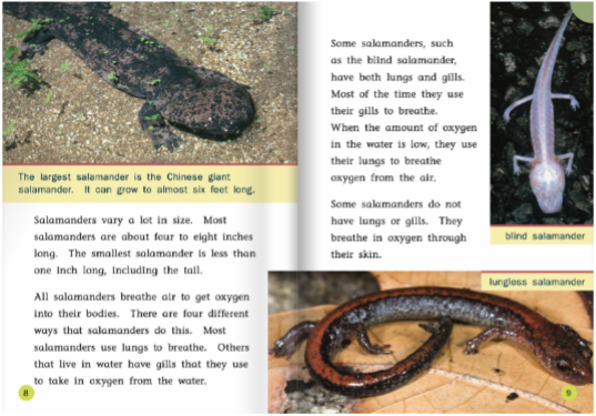 Amazing Salamanders Pages